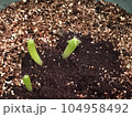 発芽したサボテン 104958492