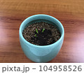 発芽したサボテン 104958526