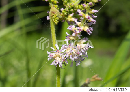 チダケサシのピンクの花をアップ【山野草・アスチルベ】長野県佐久穂町 チダケサシのピンクの花をアップ【山野草・アスチルベ】長野県佐久穂町 104958539