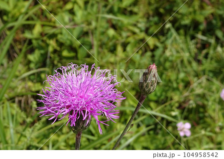 アザミに似た紫色の花/タムラソウの頭状花序【山野草】長野県佐久穂町 アザミに似た紫色の花/タムラソウの頭状花序【山野草】長野県佐久穂町 104958542