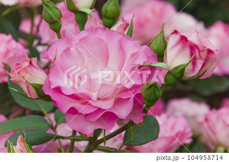 バラ（ストロベリーアイス ） 104958714