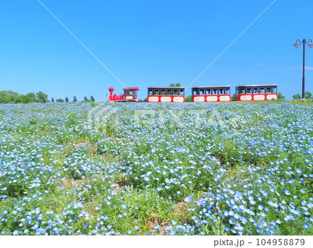 北海道の風景 さとらんど ネモフィラ SLバス 北海道の風景 さとらんど ネモフィラ SLバス 104958879
