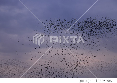生き物 野鳥 ムクドリ、七月の夕暮れ時。巣立ちの鳥も加わって万単位の群れでねぐら探し 生き物 野鳥 ムクドリ、七月の夕暮れ時。巣立ちの鳥も加わって万単位の群れでねぐら探し 104959031
