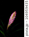 Bromeliad pink quill flower is tropical plant. 104959435