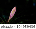 Bromeliad pink quill flower is tropical plant. 104959436