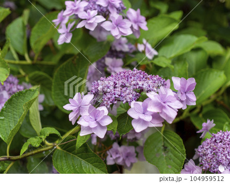 雨に濡れた赤紫色の額紫陽花 雨に濡れた赤紫色の額紫陽花 104959512