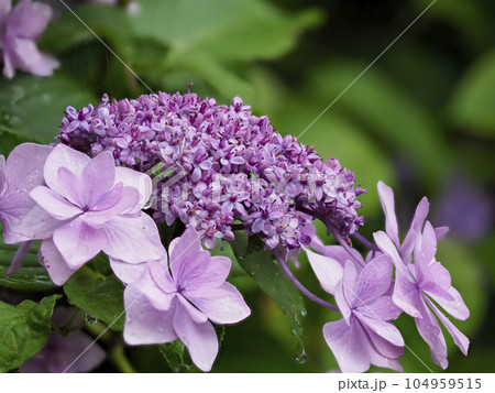 雨に濡れた赤紫色の額紫陽花 104959515