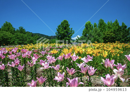 どんでん平ゆり園 どんでん平ゆり園 104959613