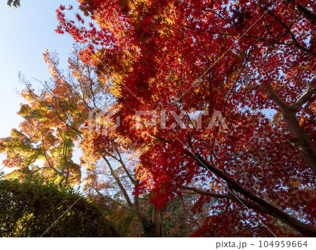 色鮮やかな信貴山朝護孫子寺の紅葉 104959664