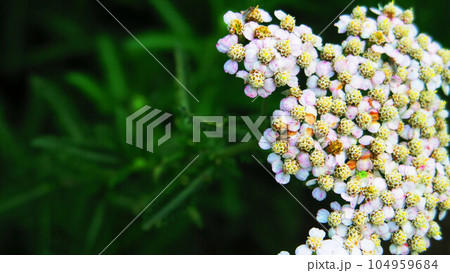 セイヨウノコギリソウの花の風景 セイヨウノコギリソウの花の風景 104959684