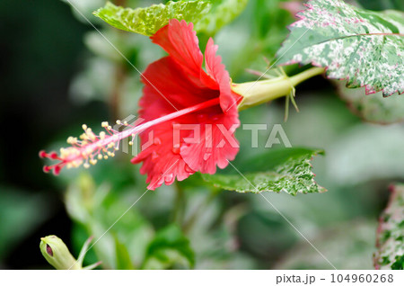 Hibiscus rosa sinensis,Hibisceae or Malvaceae or red hibiscus flower 104960268