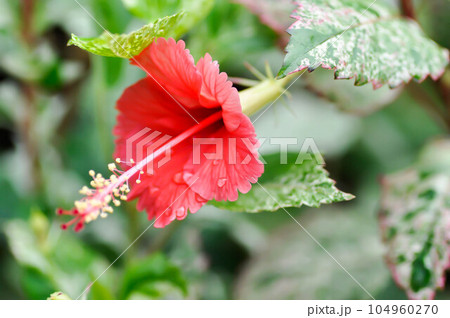 Hibiscus rosa sinensis,Hibisceae or Malvaceae or red hibiscus flower 104960270