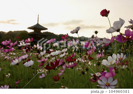 法起寺 法起寺 104960381