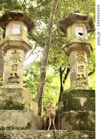 奈良の鹿 奈良の鹿 104960409