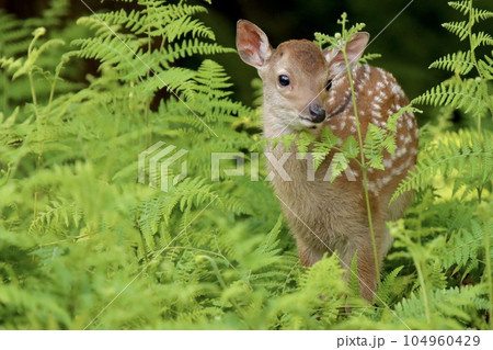 奈良の鹿 104960429