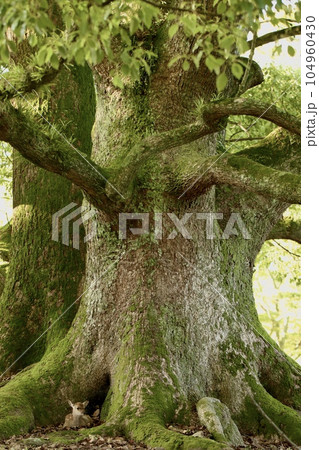 奈良の鹿 104960430