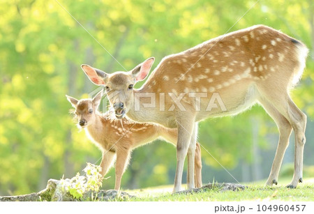 奈良の鹿 奈良の鹿 104960457