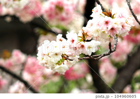 大阪造幣局の桜の通り抜けと八重桜(静香)の枝アップ 大阪造幣局の桜の通り抜けと八重桜(静香)の枝アップ 104960605