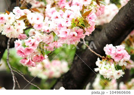 大阪造幣局の桜の通り抜けと紅白が綺麗な八重桜(静香) 大阪造幣局の桜の通り抜けと紅白が綺麗な八重桜(静香) 104960606