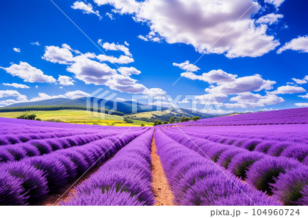 美しい広大なラベンダー畑：AI生成画像 104960724