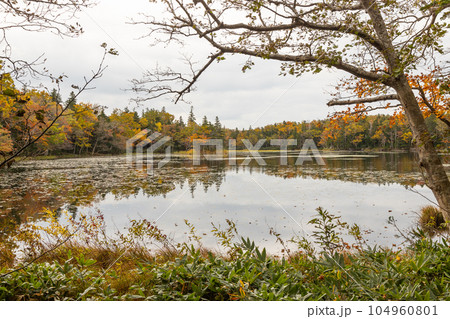 北海道知床五湖の秋の風景 104960801