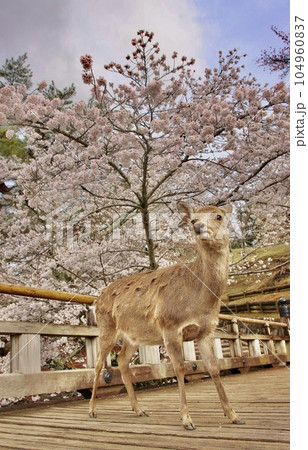 奈良の鹿 奈良の鹿 104960837