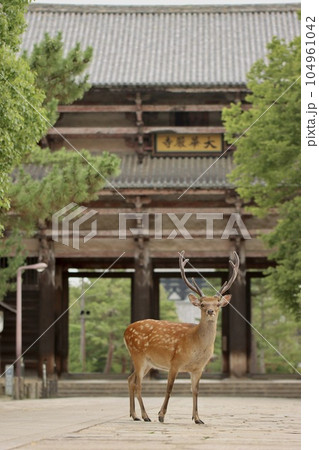 奈良の鹿 104961042