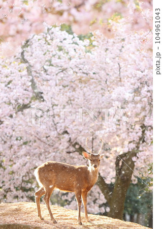 奈良の鹿 奈良の鹿 104961043