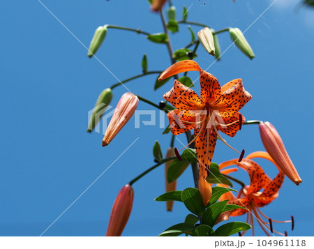 青空をバックにオニユリを見上げる 104961118
