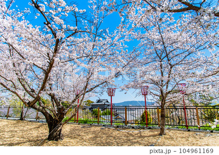 奈良　桜満開の郡山城 104961169