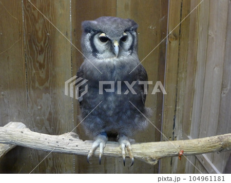 フクロウ　　 104961181