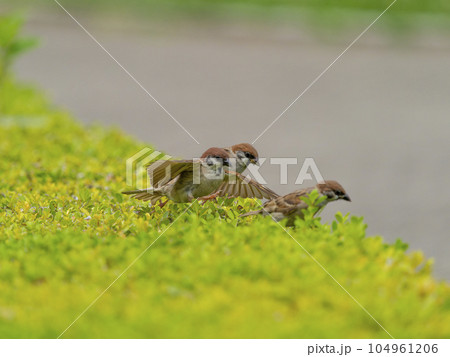 生垣の上を走るスズメ 104961206
