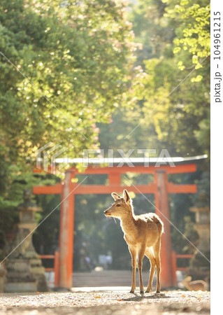 奈良の鹿 104961215