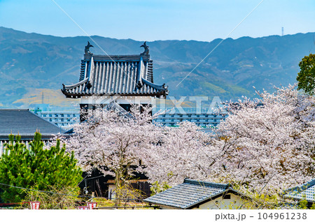 奈良　桜満開の郡山城　～追手向櫓～ 104961238