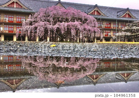 天理の枝垂れ桜 104961358