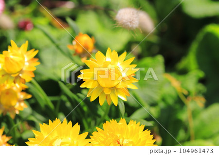 黄色と赤の麦藁菊(ムギワラギク) 黄色と赤の麦藁菊(ムギワラギク) 104961473