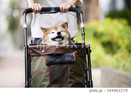 ペットカートに乗って散歩する犬 ペットカートに乗って散歩する犬 104961570