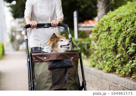 ペットカートに乗って散歩する犬 ペットカートに乗って散歩する犬 104961573