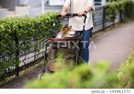 ペットカートに乗って散歩する犬 ペットカートに乗って散歩する犬 104961575