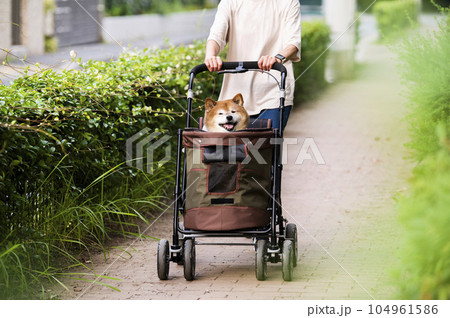 ペットカートに乗って散歩する犬 ペットカートに乗って散歩する犬 104961586