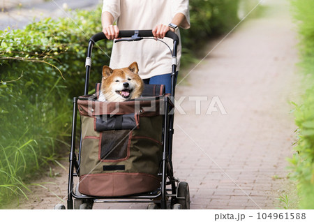 ペットカートに乗って散歩する犬 ペットカートに乗って散歩する犬 104961588