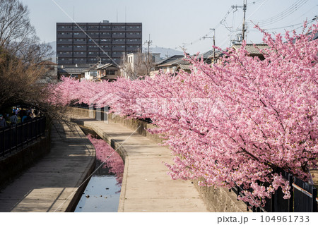 淀水路 河津桜 104961733