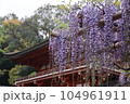 春日大社の藤 104961911