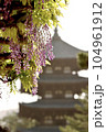興福寺の藤 104961912