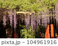 春日大社の藤 104961916