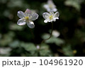 ニリンソウ 104961920