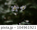 ニリンソウ 104961921