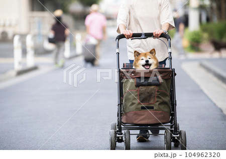 ペットカートに乗って散歩する犬 ペットカートに乗って散歩する犬 104962320