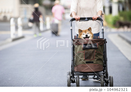 ペットカートに乗って散歩する犬 ペットカートに乗って散歩する犬 104962321