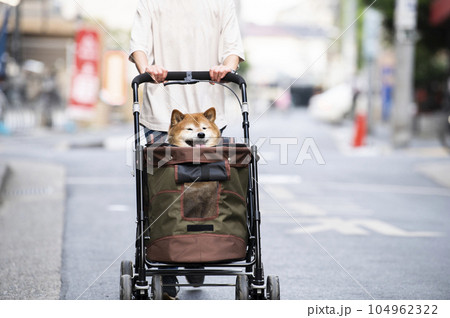 ペットカートに乗って散歩する犬 ペットカートに乗って散歩する犬 104962322